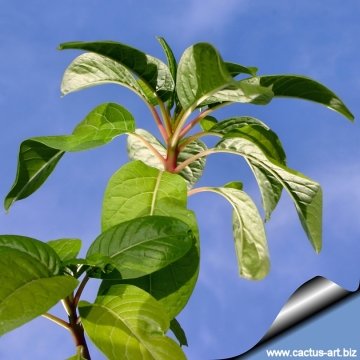 Phytolacca dioica