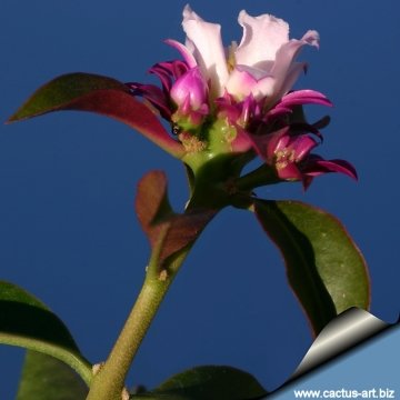 Pereskia grandifolia subs. violacea