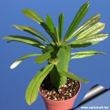 Euphorbia antiquorum