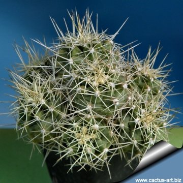 Echinocereus triglochidiatus var. mojavensis