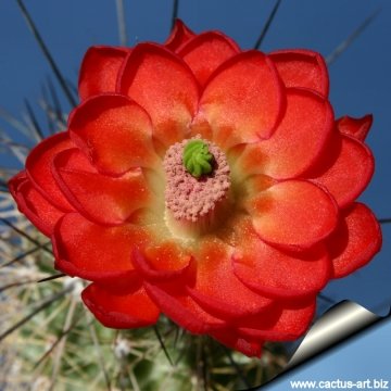 Echinocereus polyacanthus
