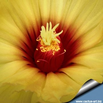 Coryphantha salinensis