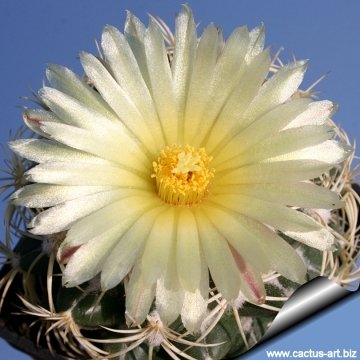 Coryphantha retusa