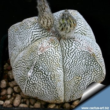 Astrophytum myriostigma cv. Onzuka