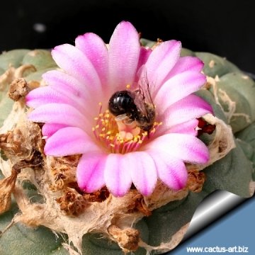 Lophophora williamsii var. jourdaniana