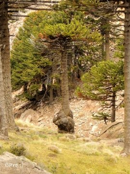 Araucaria araucana