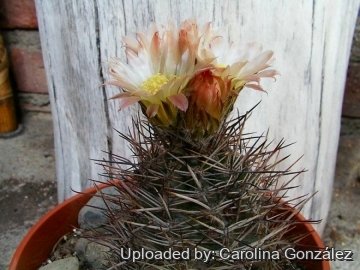 Austrocactus patagonicus