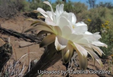 Echinopsis leucantha