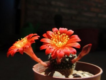 Rebutia minuscula