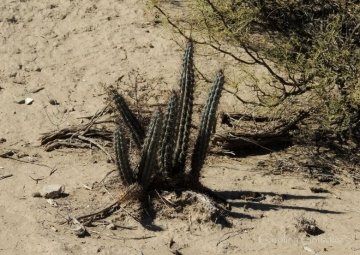 Cereus aethiops