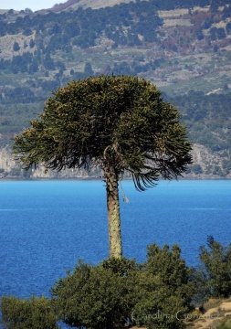 Araucaria araucana