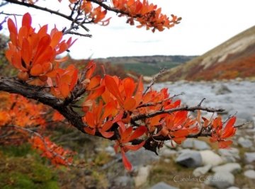 Nothofagus antarctica