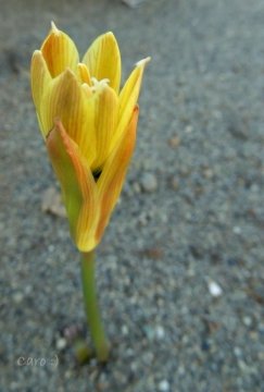 Rhodophiala mendocina