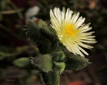 Delosperma echinatum