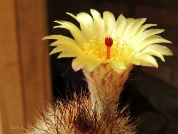 Notocactus brederooianus