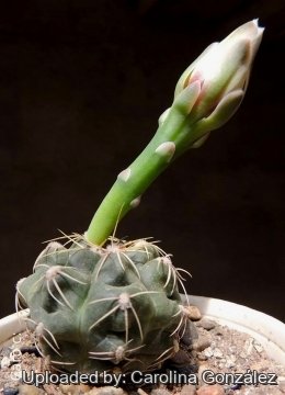 Gymnocalycium amerhauseri