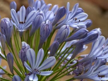 Agapanthus africanus