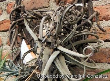 Tillandsia caput-medusae