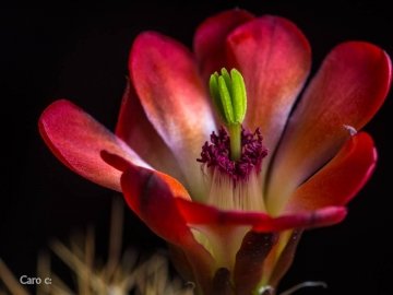 Echinocereus coccineus
