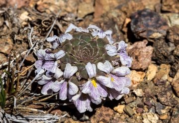 Viola columnaris