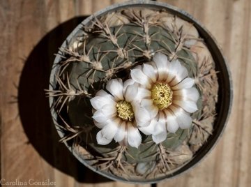 Gymnocalycium castellanosii subs. bozsingianum
