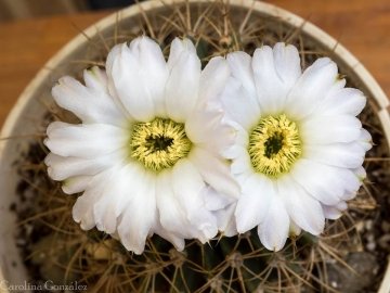 Acanthocalycium spiniflorum