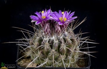 Thelocactus conothelos