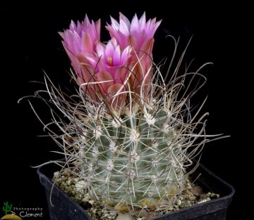 Sclerocactus spinosior subs. schlesseri