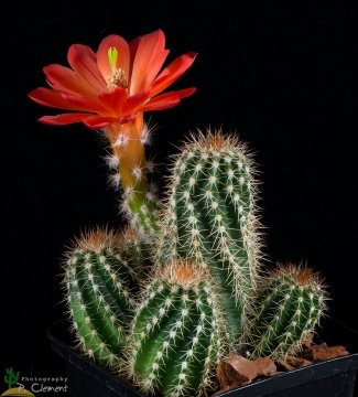Echinocereus polyacanthus subs. huitcholensis