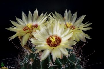 Thelocactus setispinus