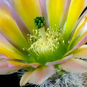 Echinocereus dasyacanthus