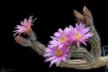 Echinocereus schmolii var. nerispina