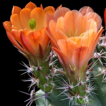 Echinocereus coccineus var. gurneyi
