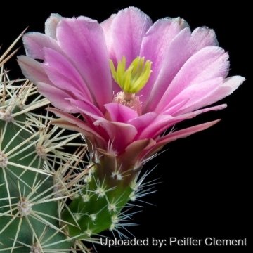 Echinocereus х roetteri