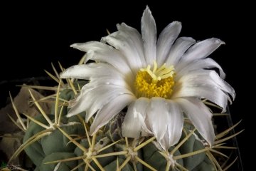 Thelocactus hexaedrophorus var. paradensis
