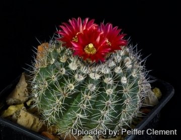 Parodia subterranea