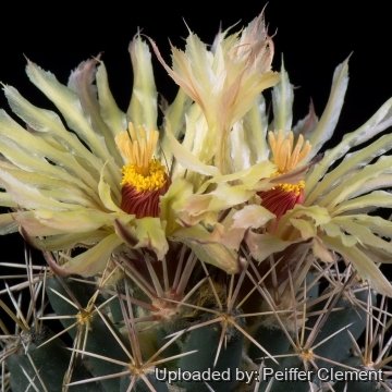 Coryphantha robustispina subs. scheeri