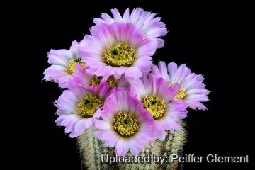 Echinocereus reichenbachii var. albispinus