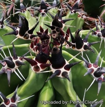 Ferocactus peninsulae f. brevispinus
