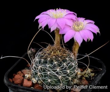 Echinopsis backebergii subs. wrightiana