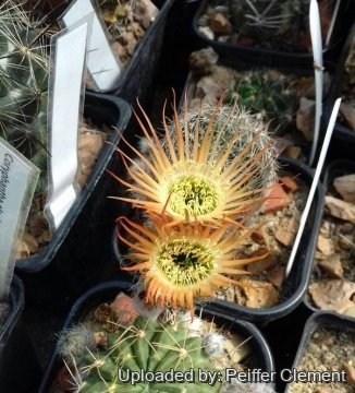 Echinopsis cv. Stern von Emsbach