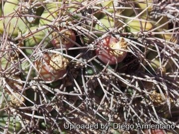 Gymnocalycium saglionis subs. tilcarense