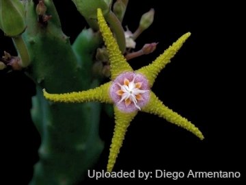 Stapelia flavopurpurea