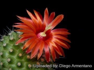 Parodia nivosa
