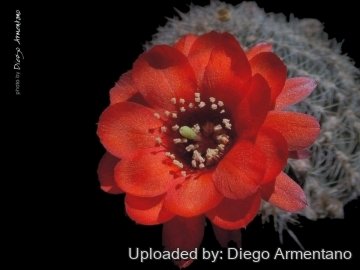 Lobivia saltensis var. multicostata