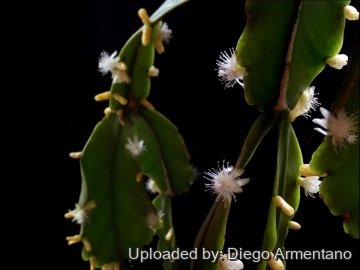 Rhipsalis pachyptera
