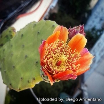 Opuntia tomentosa