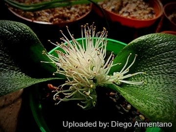Massonia pustulata