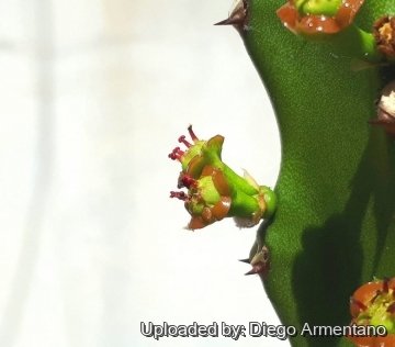 Elaeophorbia drupifera