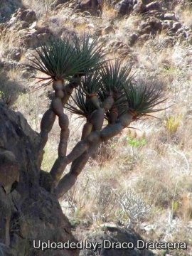 Dracaena draco subs. ajgal